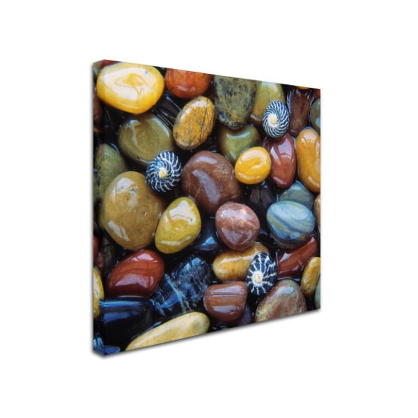 David Evans 'Shells & Pebbles' Canvas Art,18x18